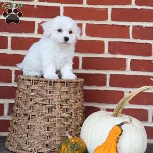 Bunny, Bichon Frise Puppy